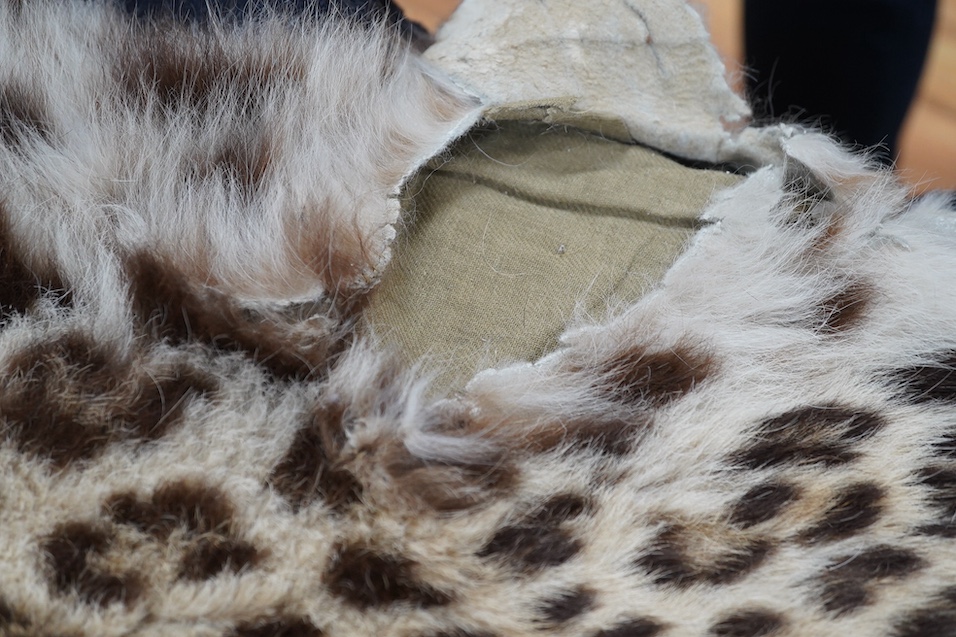 An early 20th century leopard skin rug with taxidermy head by van Ingen and van Ingen, Mysore, makers name stamped to the back, 215cm long. Condition - poor